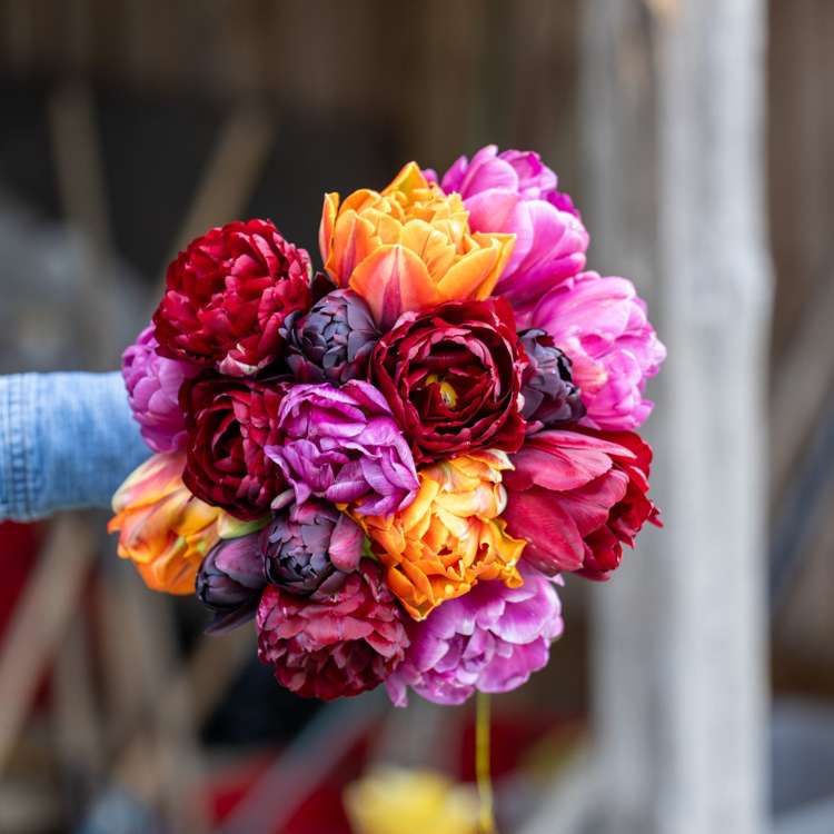 Tulpenmischung 'Hidden Gem'